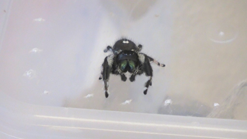 Phidippus regius MM