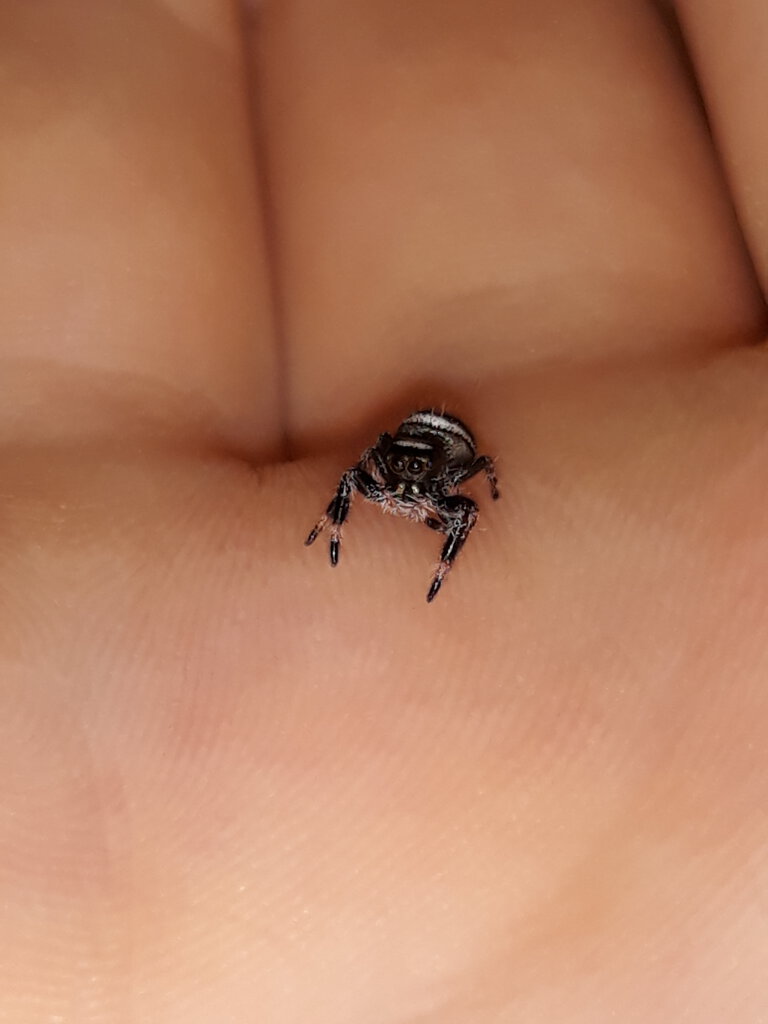 Phidippus regius sling