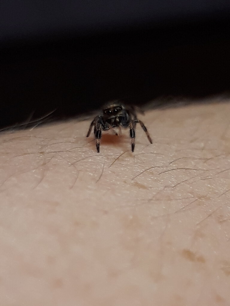 Phidippus regius sling