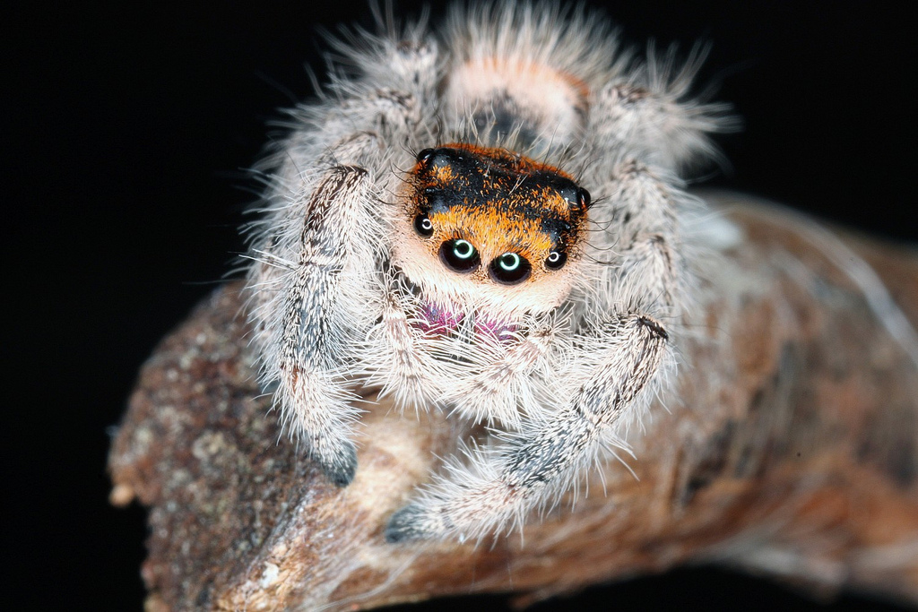 Phidippus regius