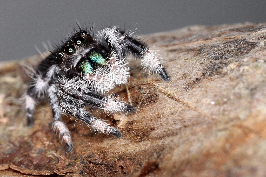 Phidippus regius