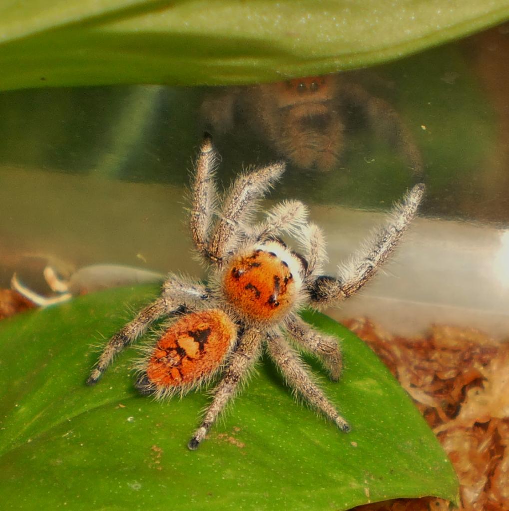 Phidippus regius