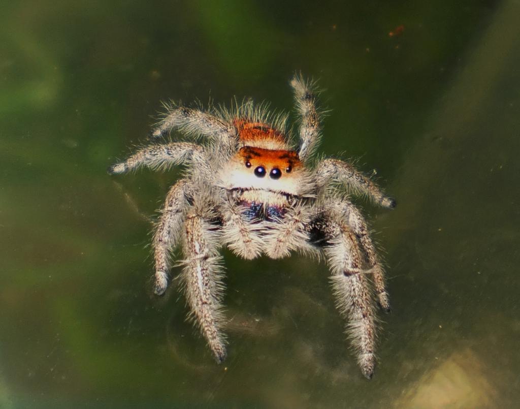 Phidippus regius