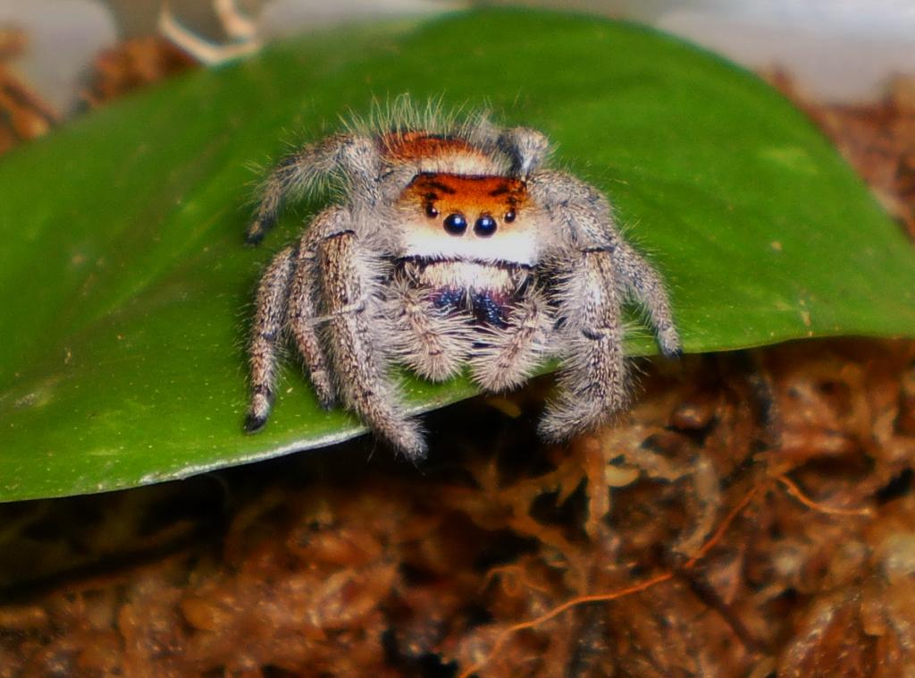 Phidippus regius