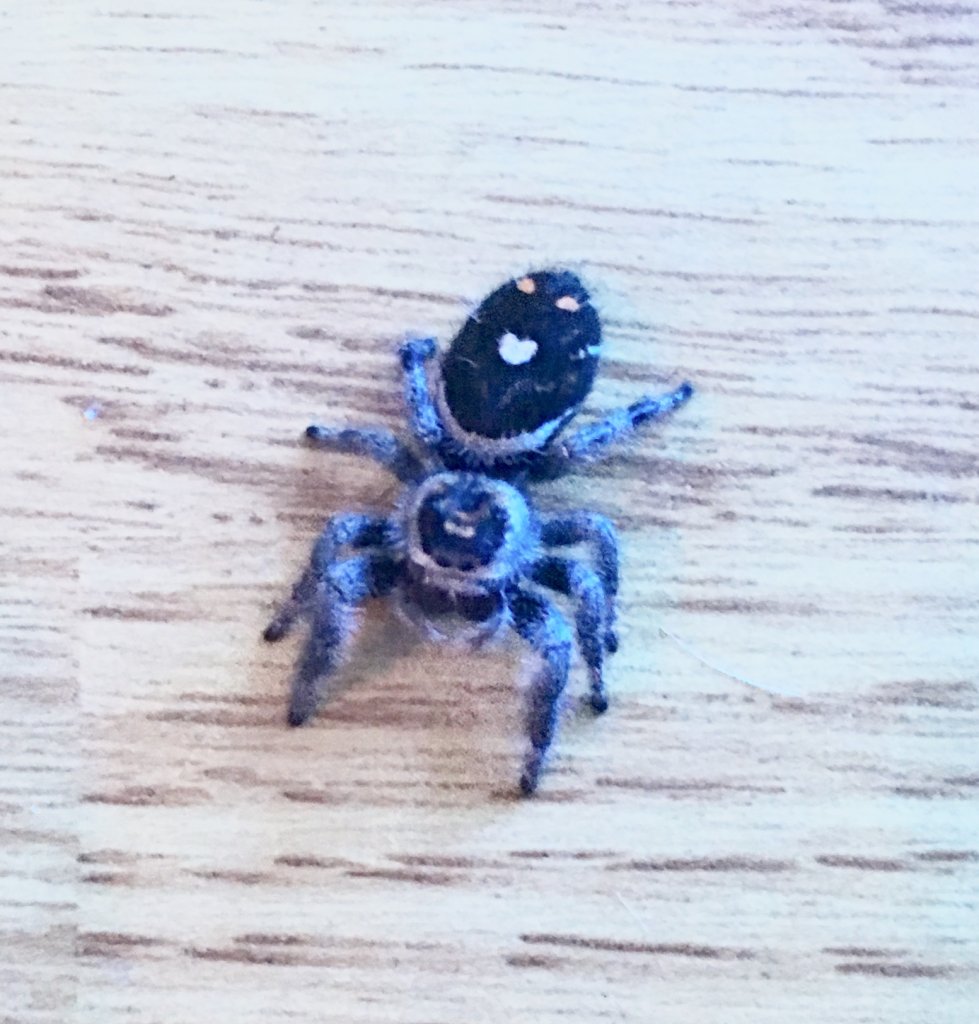 Phidippus regius