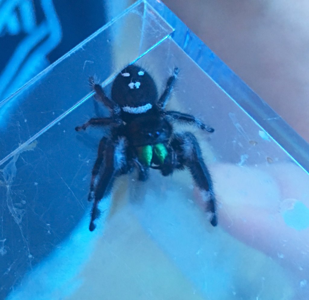 Phidippus regius