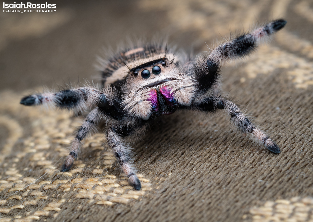 Phidippus regius