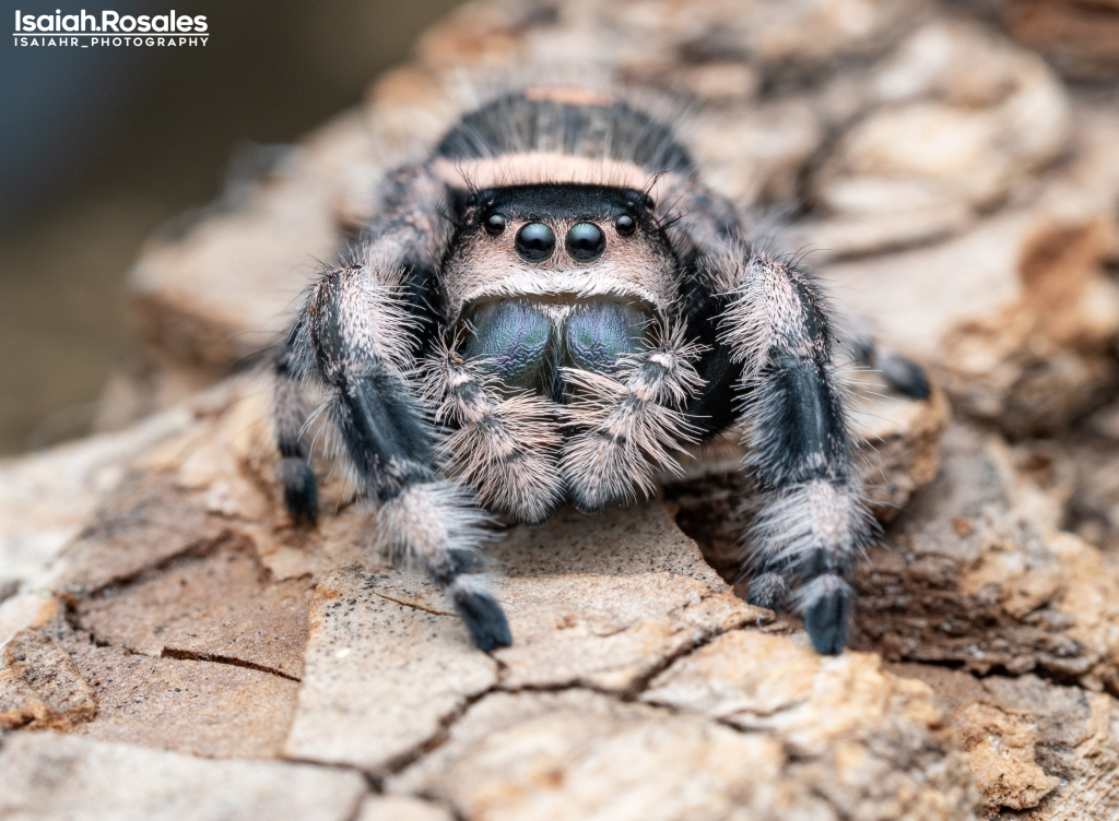 Phidippus regius