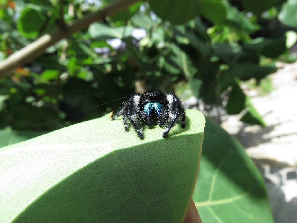 Phidippus regius