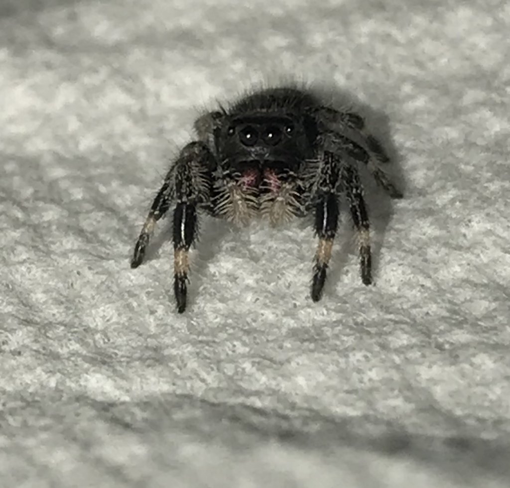 Phidippus Regius