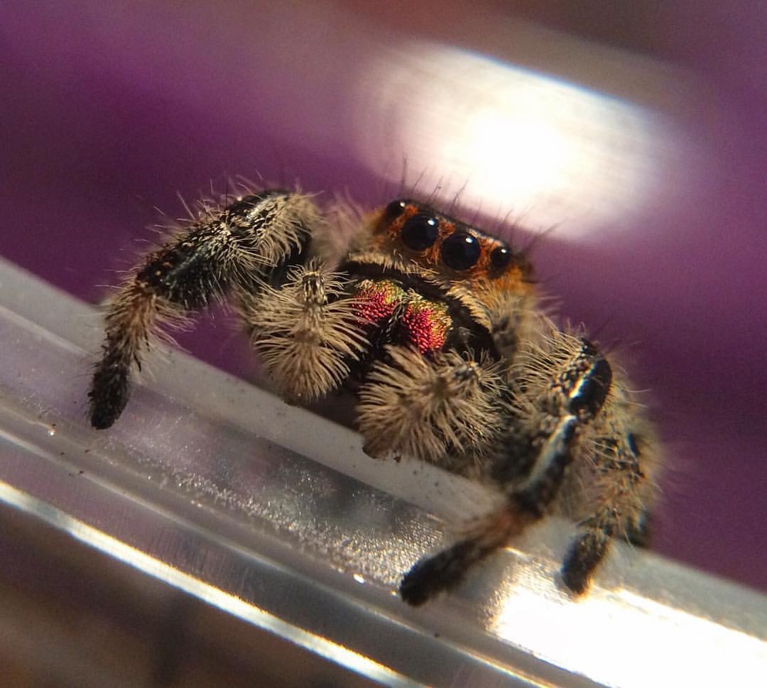 Phidippus regius