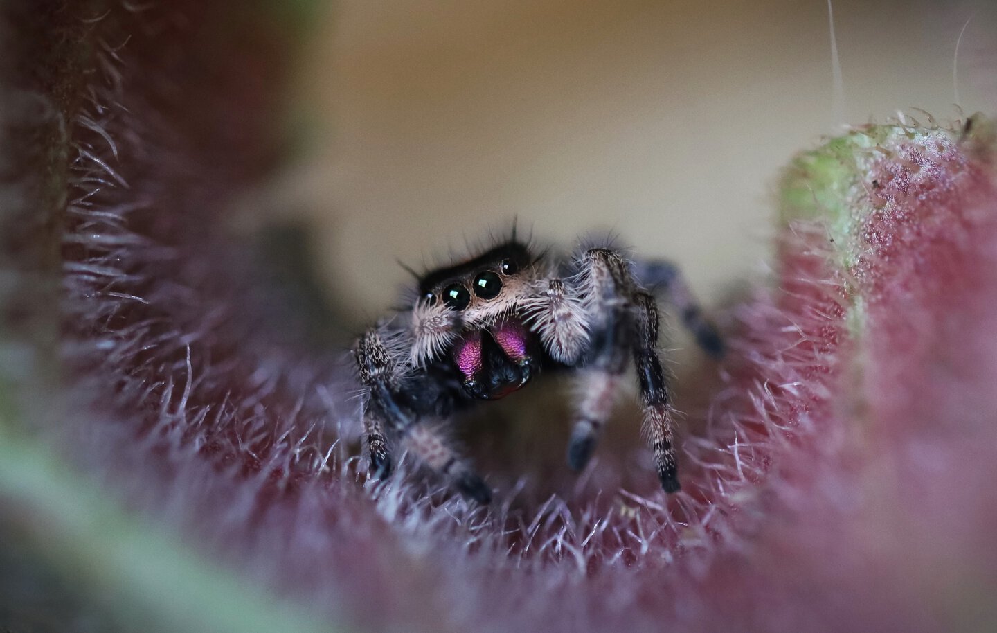 Phidippus regius