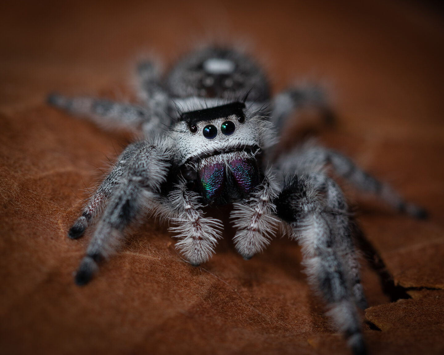 Phidippus regius