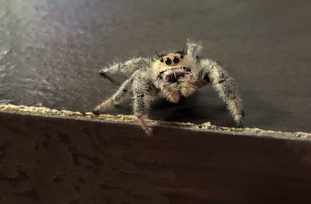 Phidippus regius