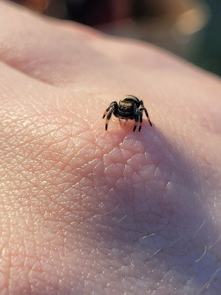 Phidippus regius