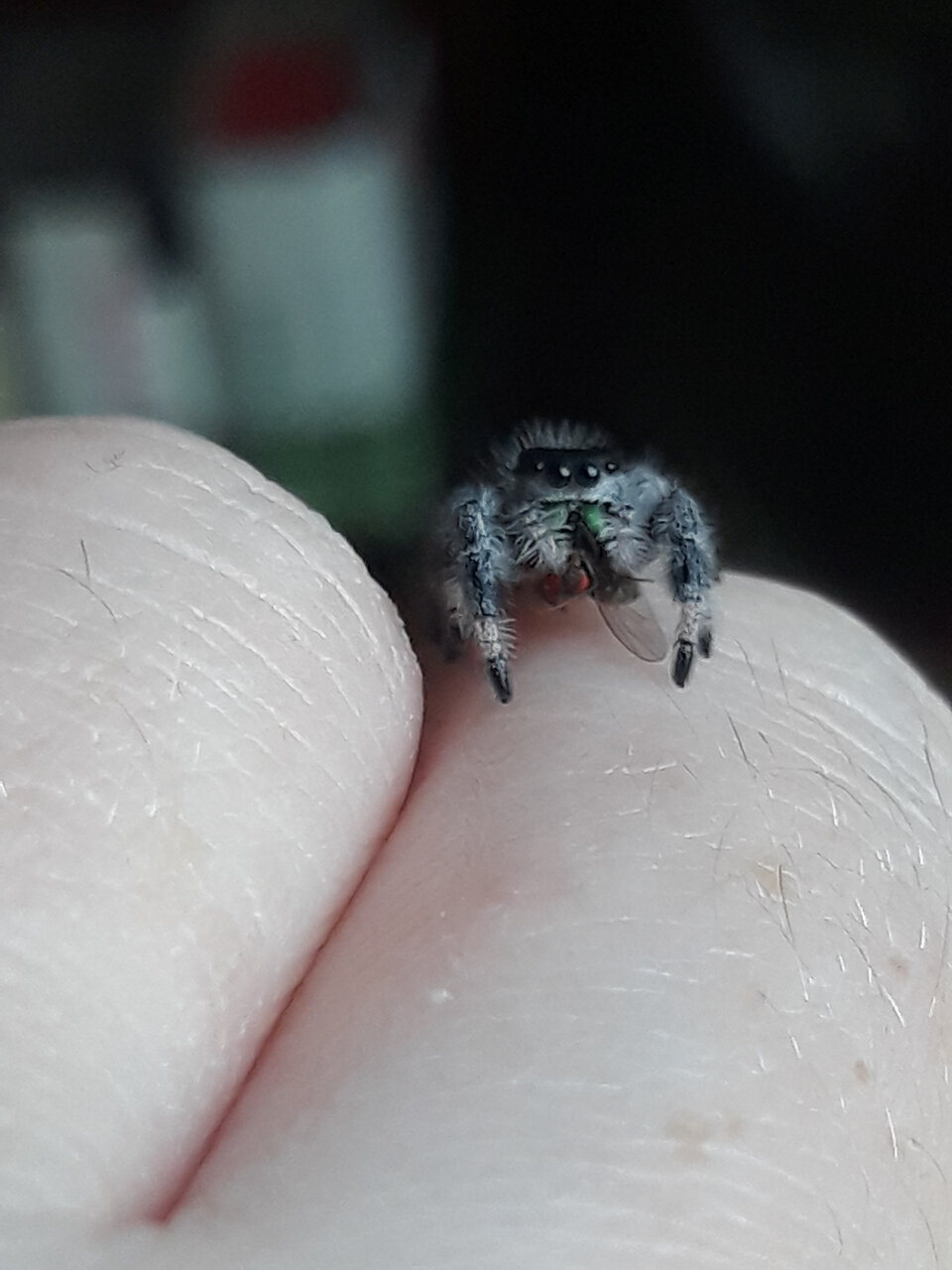 Phidippus regius