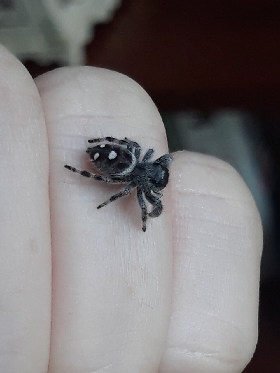 Phidippus regius