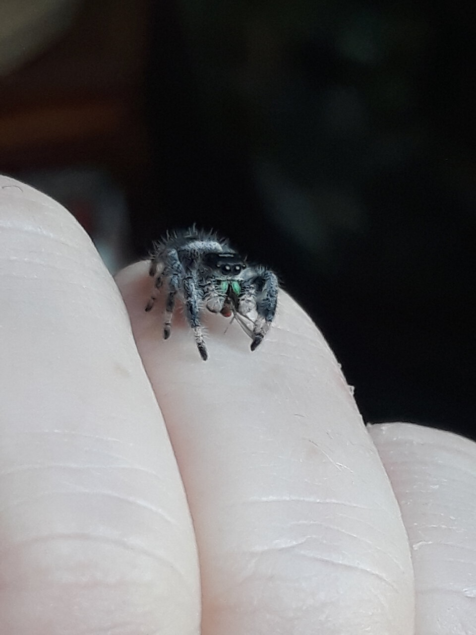 Phidippus regius