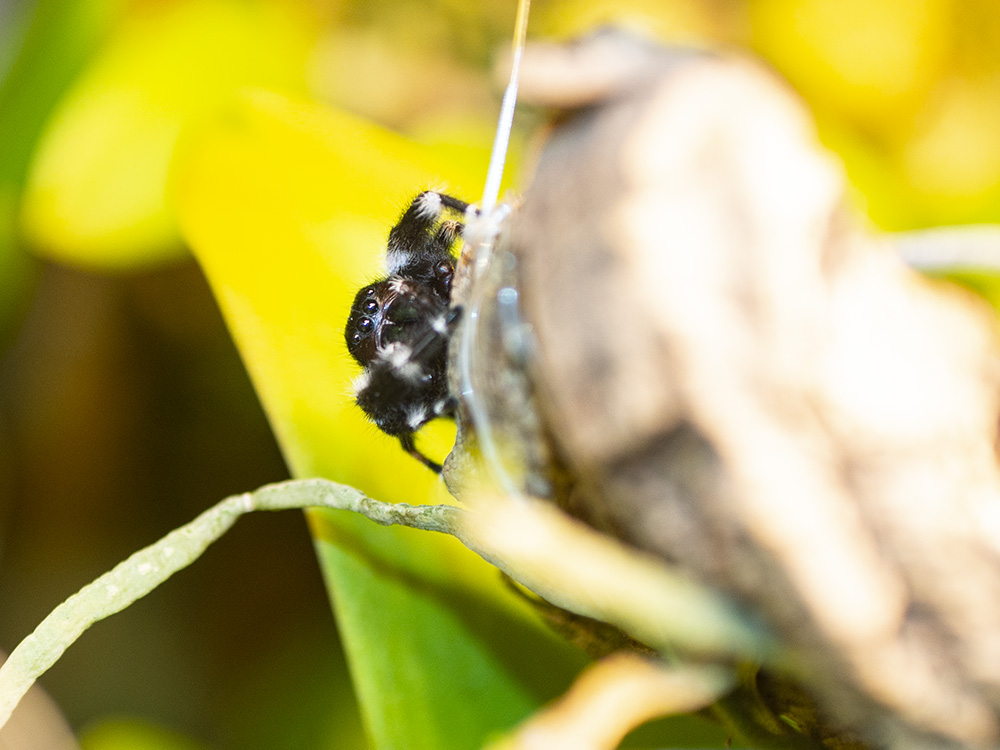 phidippus sp. surprise!