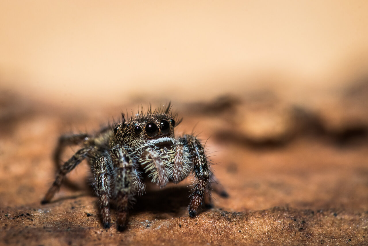 Phidippus texanus