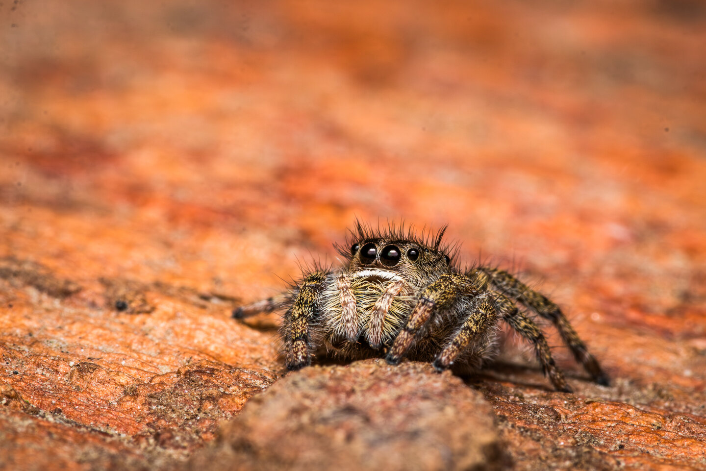 Phidippus texanus