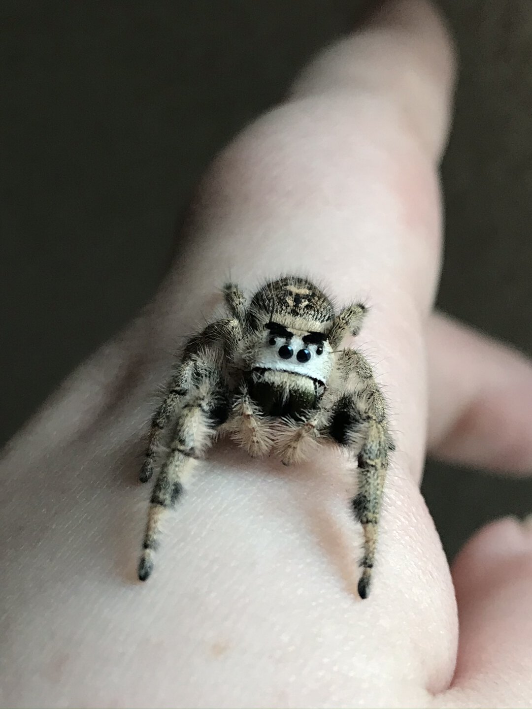 Phidippus