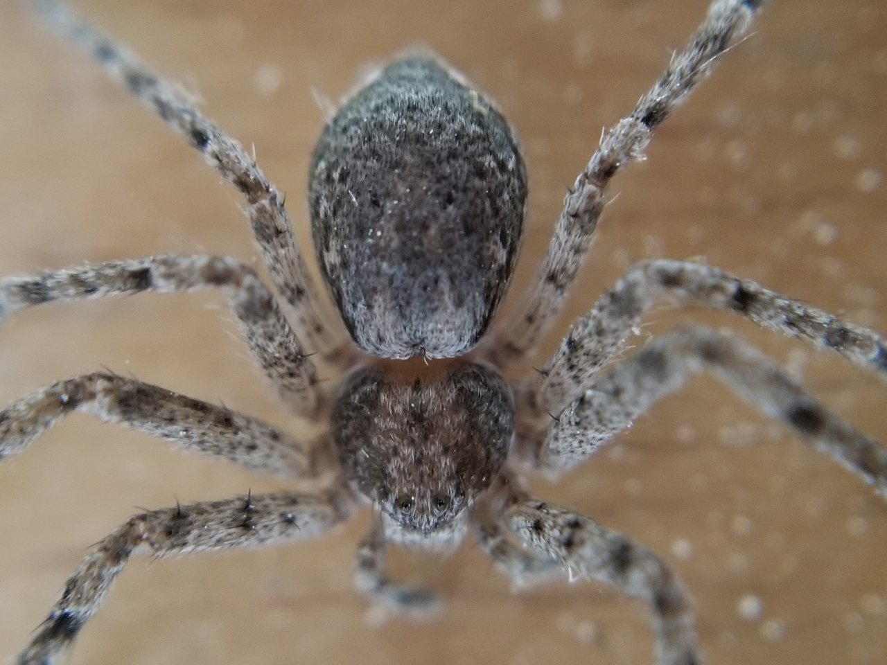 Philodromidae found on ceiling