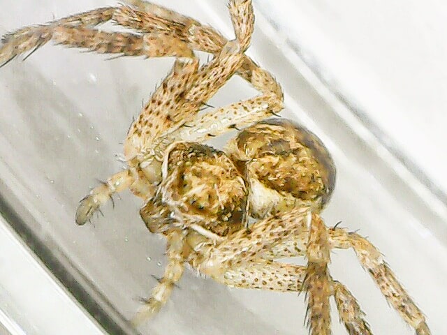 Philodromus dispar