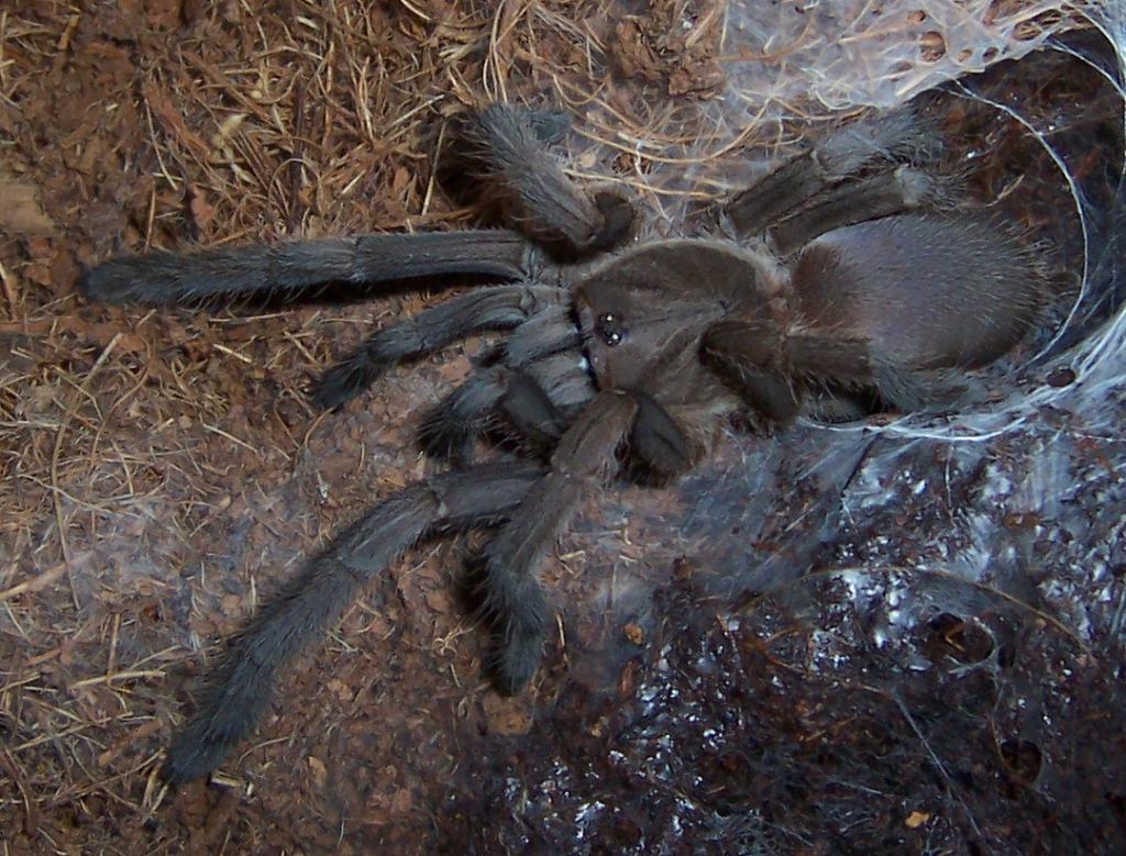 Phlogius Sp. "aussie Goliath"