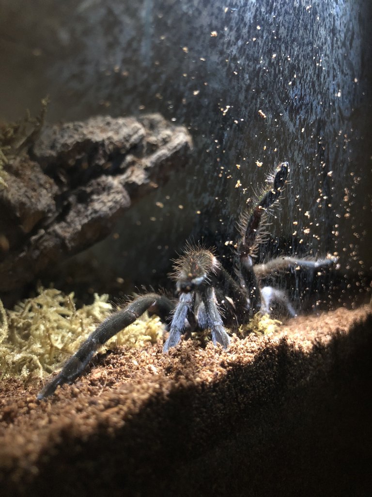 Phlogius Sp Goliath