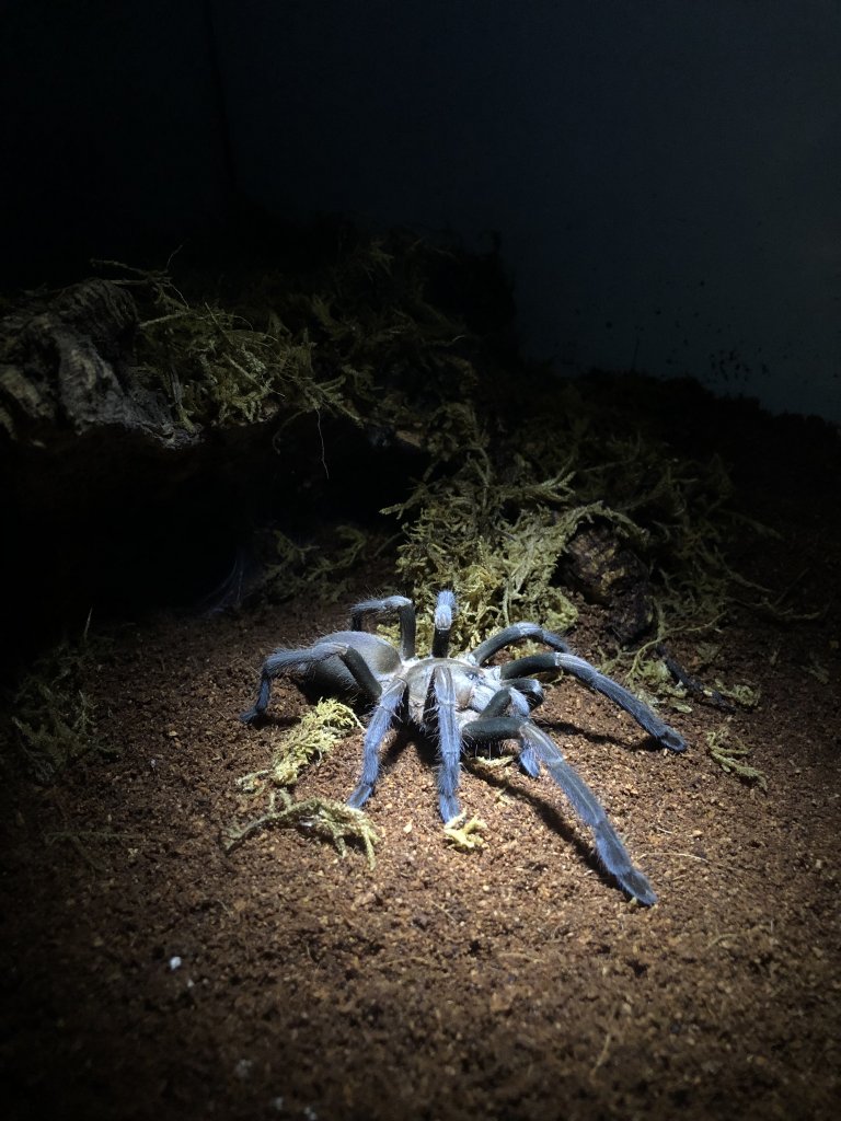 Phlogius Sp Goliath