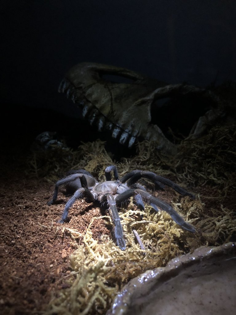 Phlogius Sp Goliath