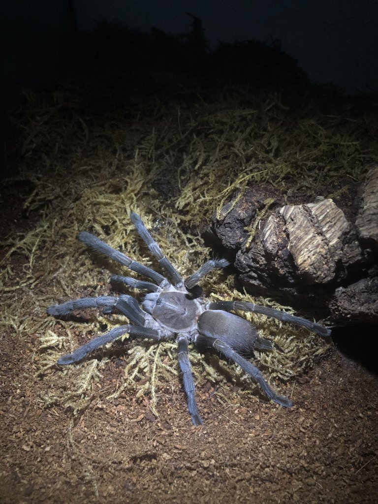 Phlogius Sp Goliath