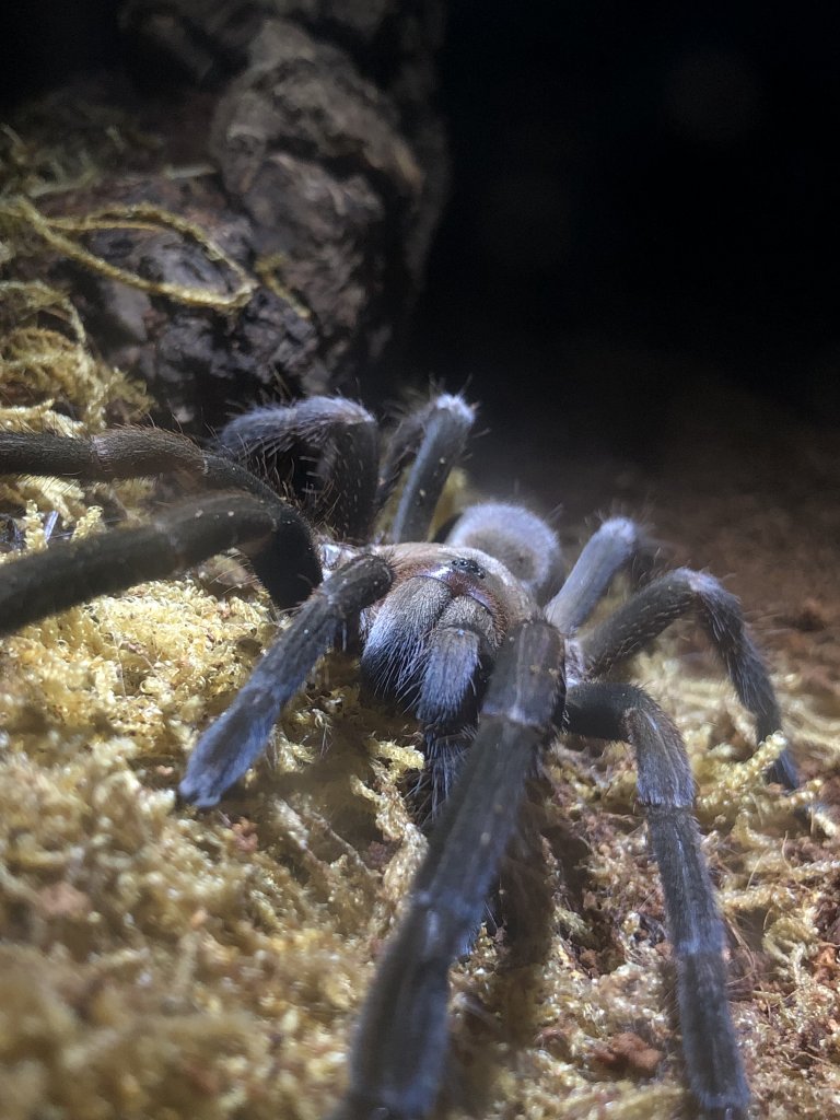 Phlogius Sp Goliath