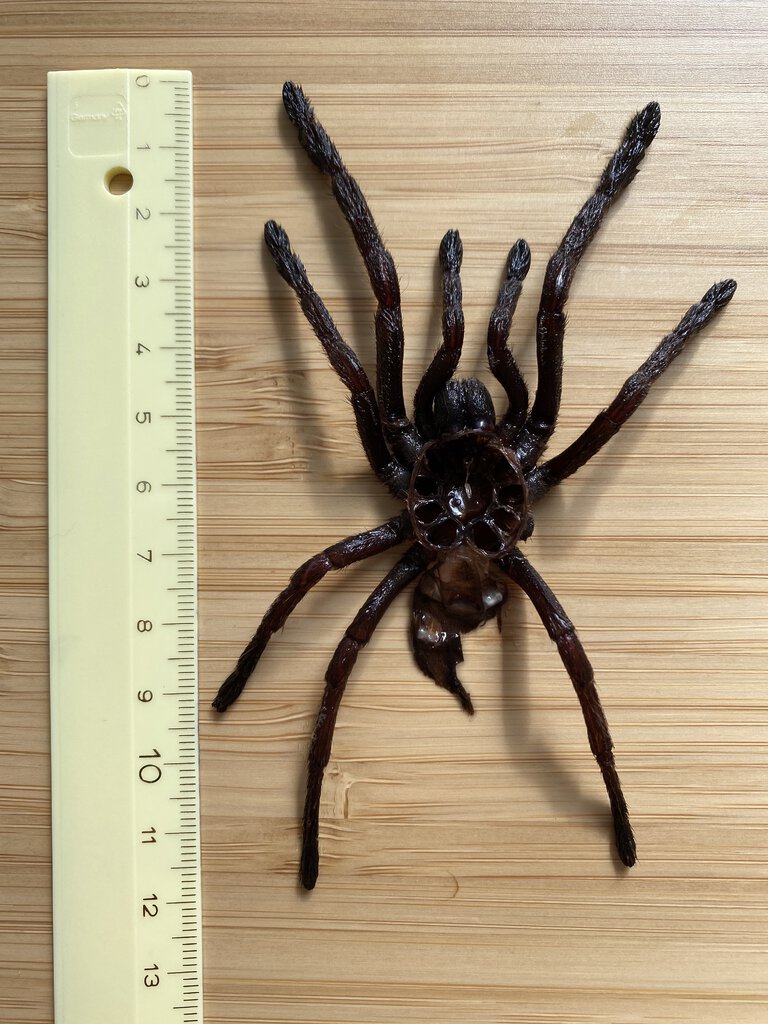 Phlogius Sp Goliath