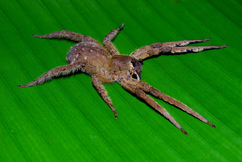 Phoneutria boliviensis