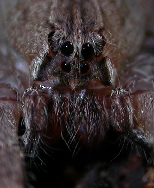 Phoneutria boliviensis