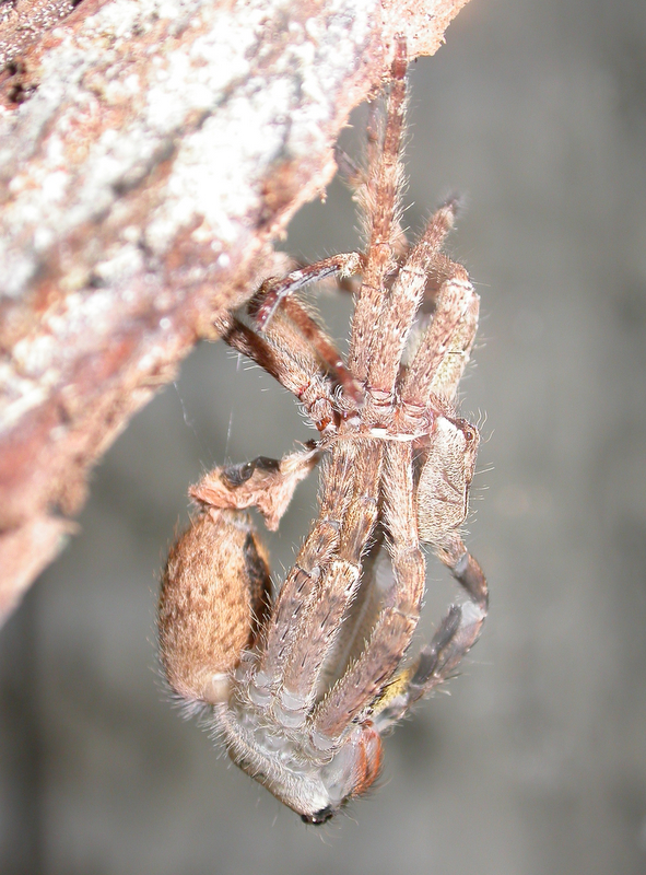 Phoneutria boliviensis