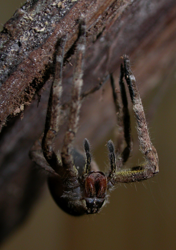 Phoneutria boliviensis