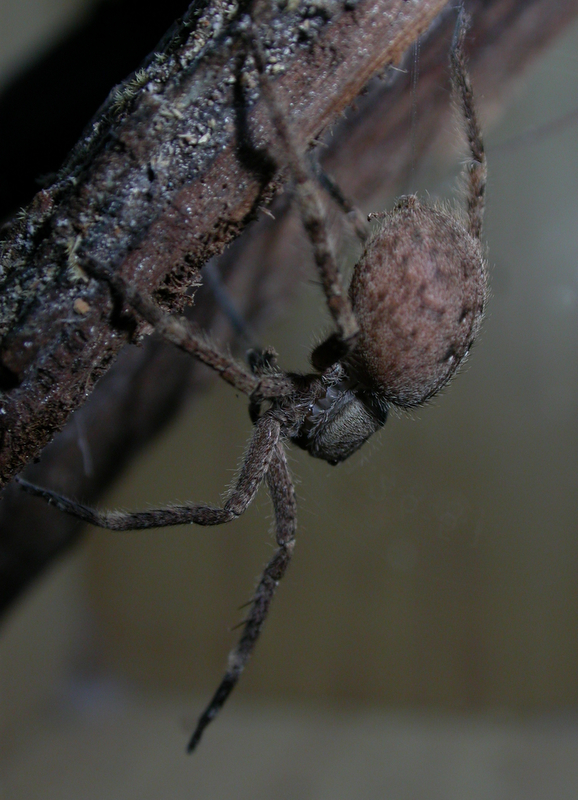 Phoneutria boliviensis