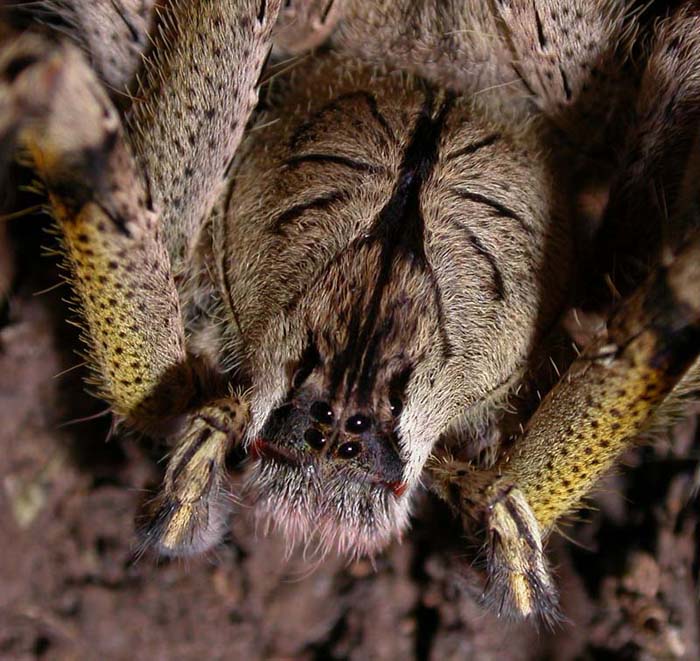 Phoneutria boliviensis