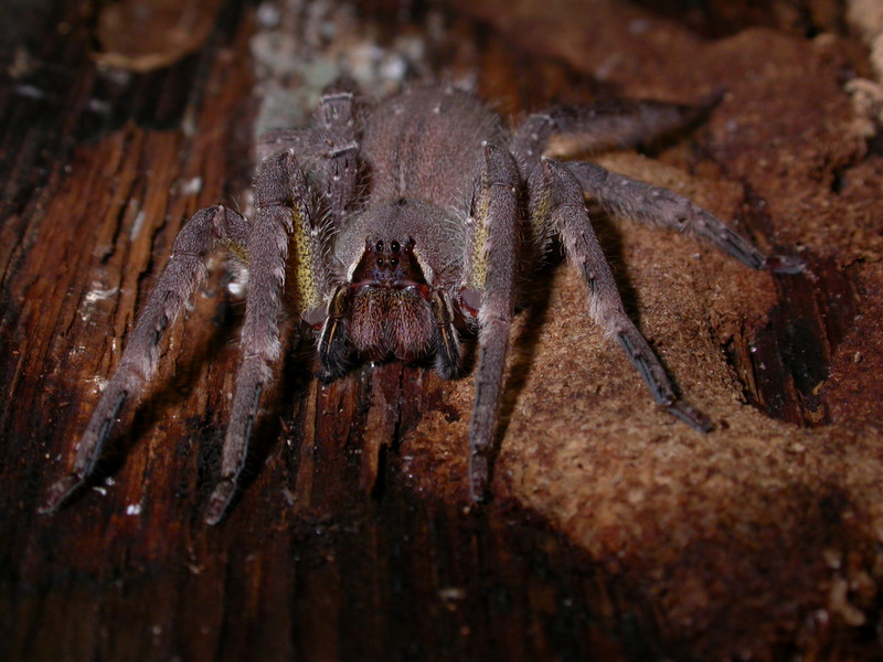 Phoneutria boliviensis