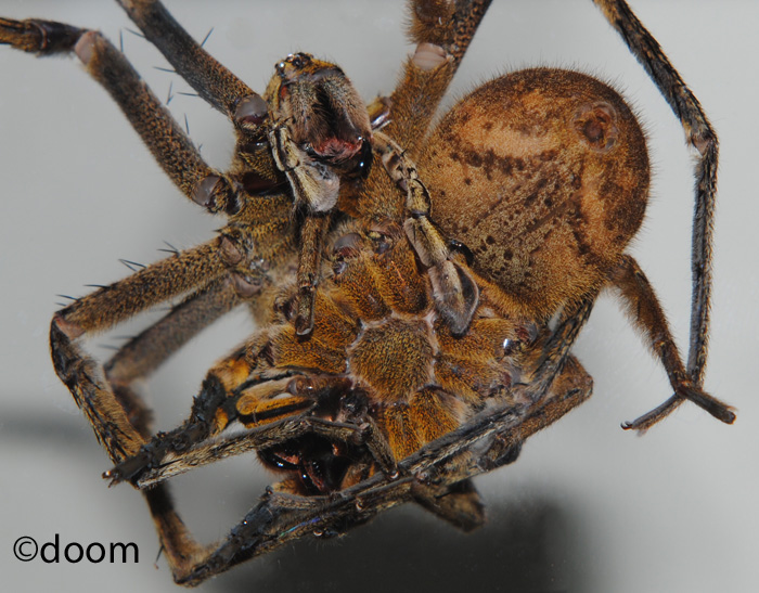 Phoneutria fera - mating attempt