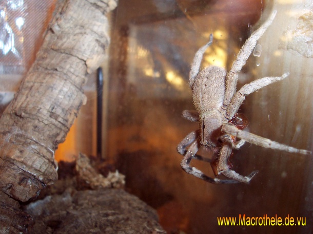 Phoneutria keyserlingi juvenil female