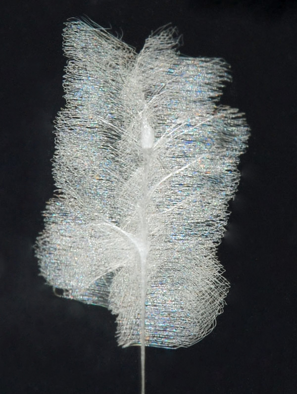 Phoneutria silk attached to the glass