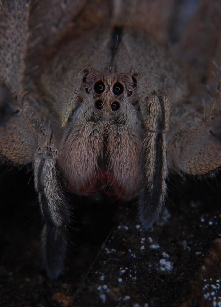 Phoneutria sp. Colombia