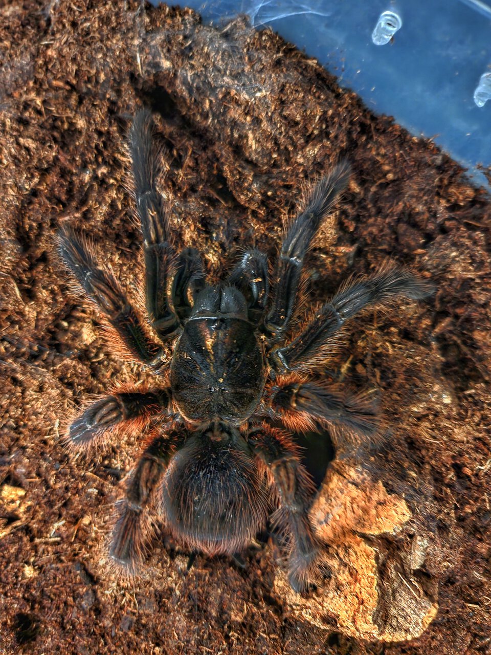 Phormictopus atrichomatus, adult female