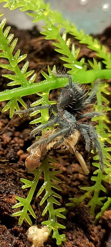 Phormictopus Atrichomatus Sling🕷️🕸️🖤💚