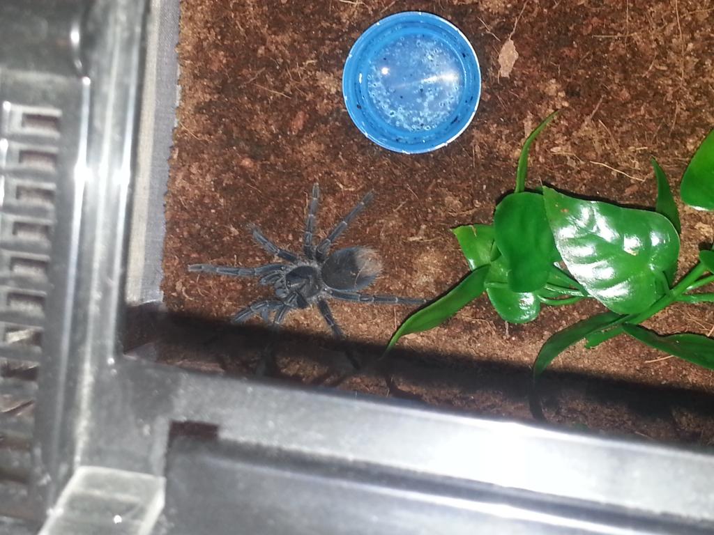 phormictopus atrichomatus