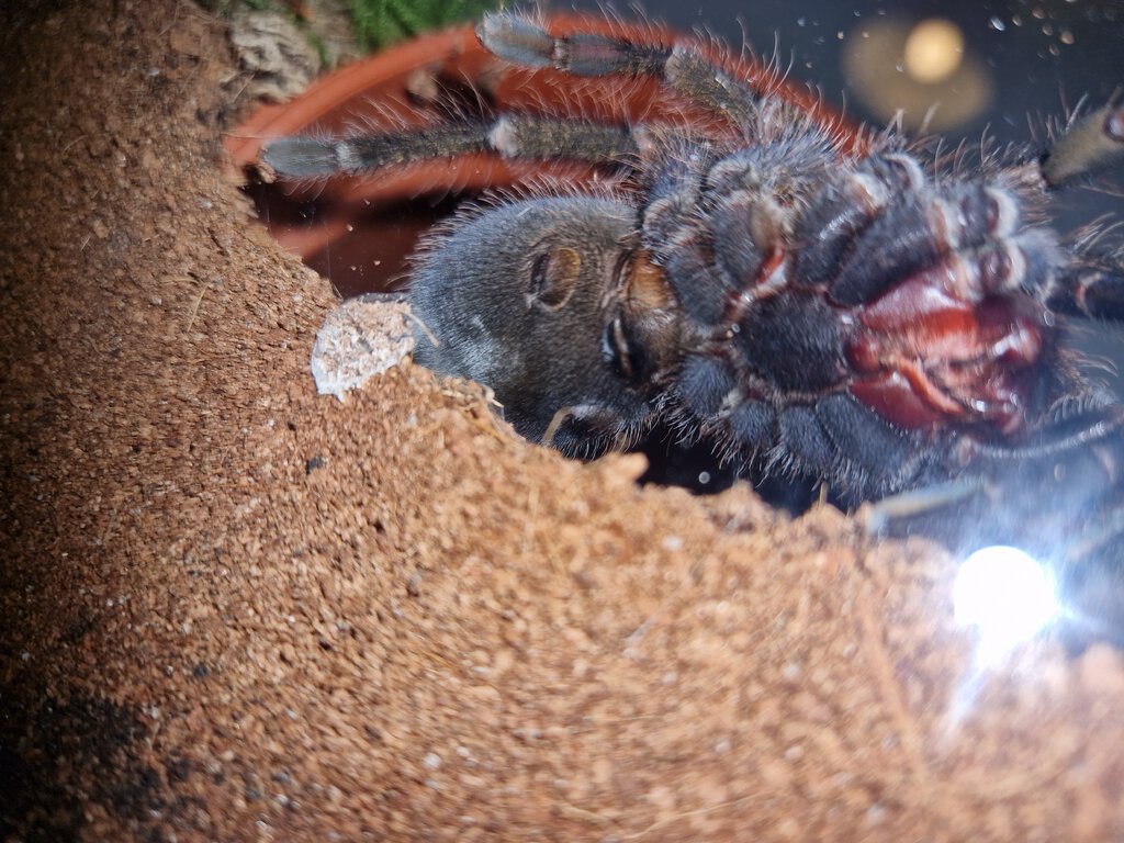 Phormictopus Auratus 4"